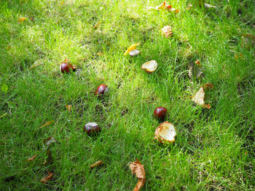 在秋天从一棵树上掉下来的凝固器罐壳中的凝固器在图片