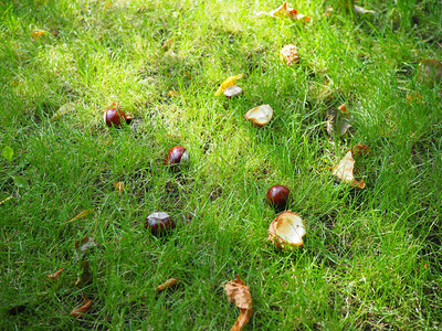 在秋天从一棵树上掉下来的凝固器罐壳中的凝固器在图片