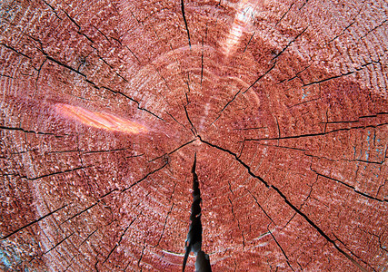 切割和涂漆圆形柚木树桩背景图片