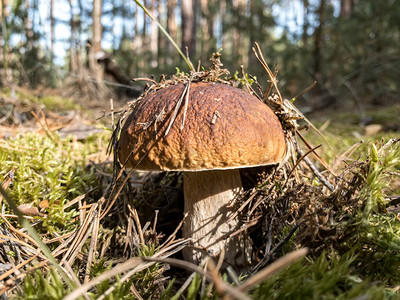 白蘑菇Butyriboletusregius或boletus图片