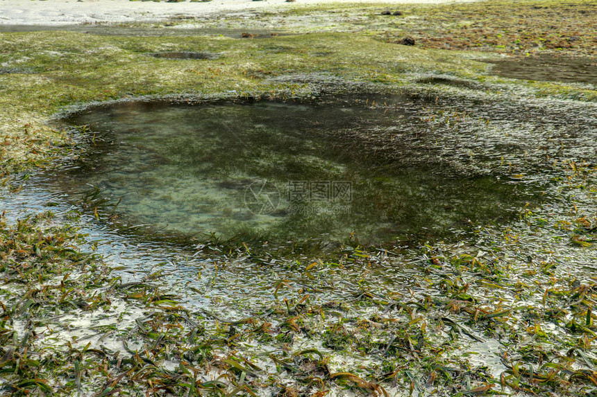 低潮揭示了印度洋的藻类和潮汐池图片