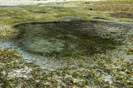 低潮揭示了印度洋的藻类和潮汐池图片
