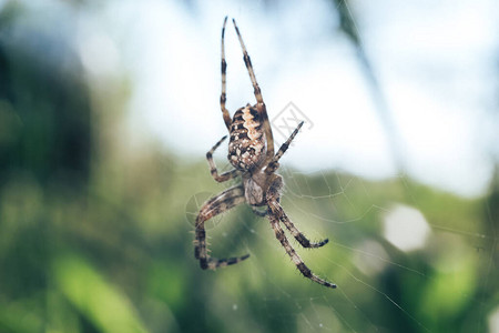 关闭蜘蛛网或蜘蛛网在自然背景下图片