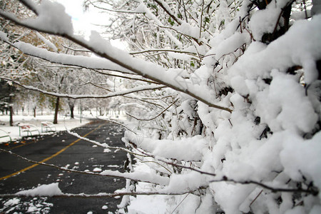 冬天暴风雪后的美丽树木图片