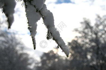 冬天暴风雪后的美丽树木图片