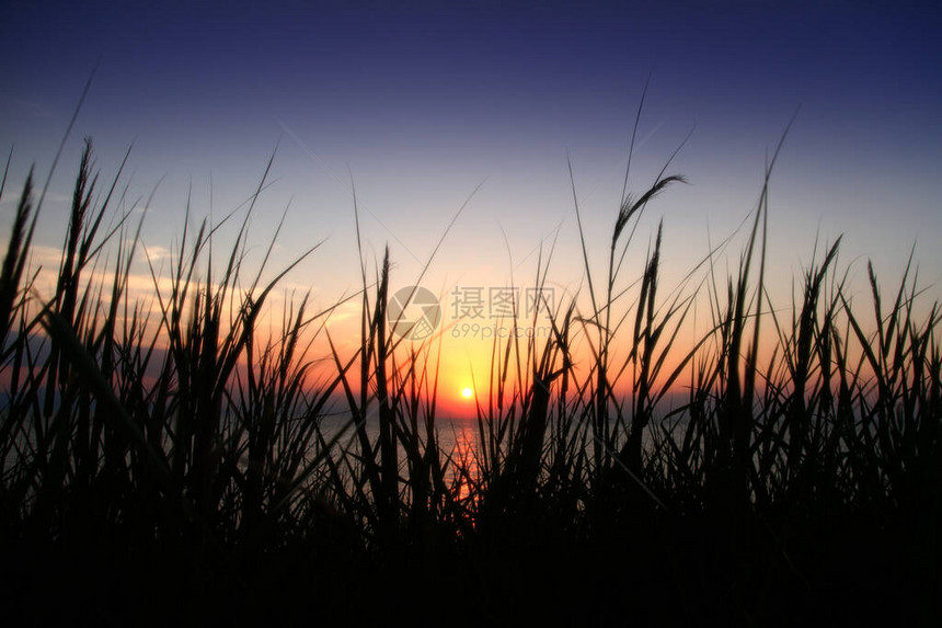 沙滩上的金色夕阳草海图片