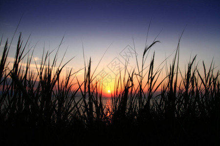 沙滩上的金色夕阳草海图片