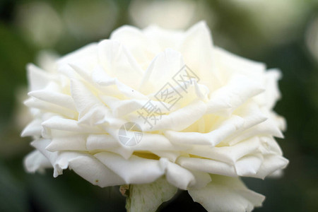白玫瑰在花园上图片