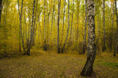 秋天的森林风景与秋叶路图片