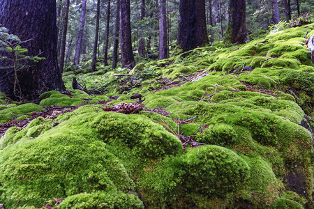 野生山林中蓬松的鲜绿色苔藓图片