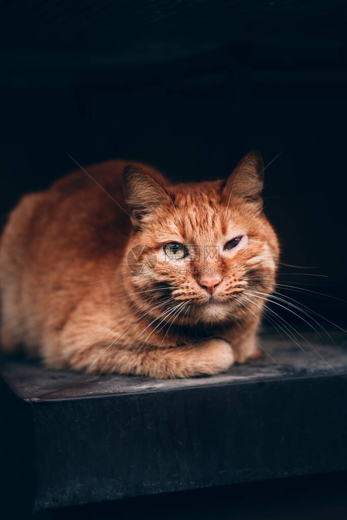 一只美丽的红色虎斑猫躺着摆姿势命运艰难的街头猫和黑色背景上的黑眼睛无家可图片