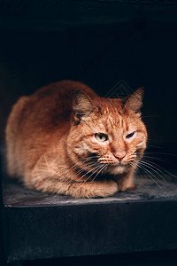一只美丽的红色虎斑猫躺着摆姿势命运艰难的街头猫和黑色背景上的黑眼睛无家可背景图片