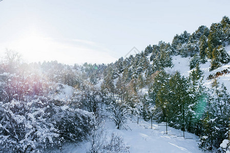 乌兹别克斯坦山区雪中的树木图片