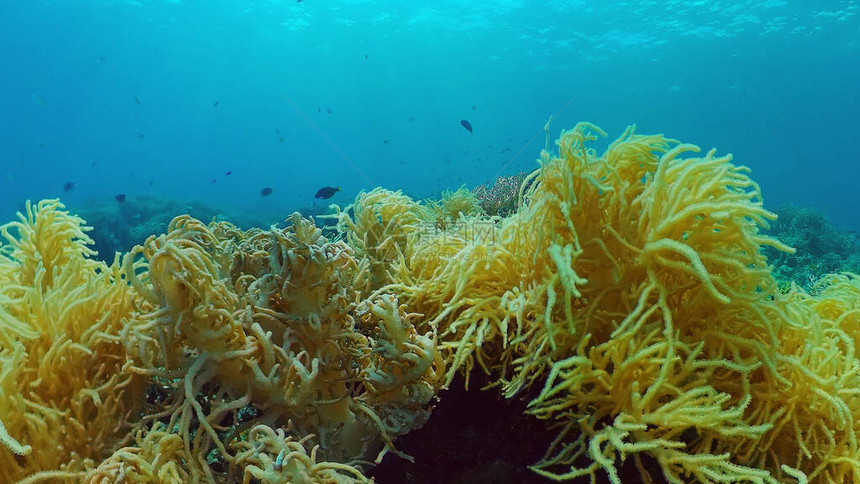 热带珊瑚礁水下鱼类和珊瑚图片