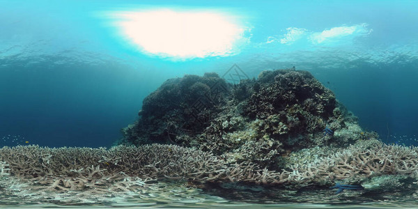 热带鱼和珊瑚礁水下图片