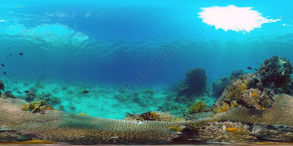 有珊瑚礁和热带鱼类的美丽的水下世界图片