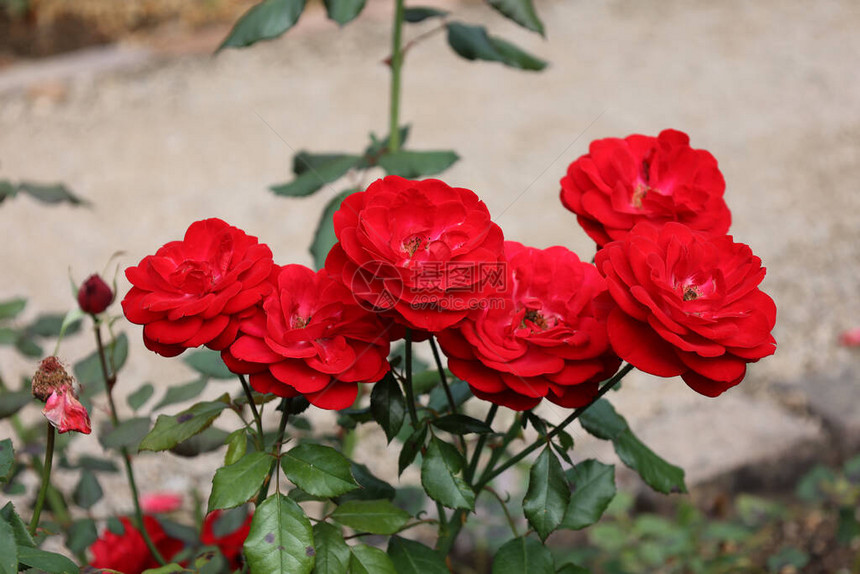 红玫瑰在花图片