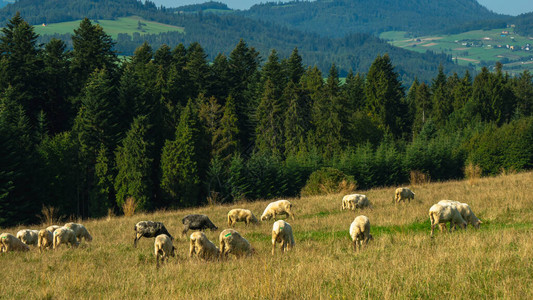山上的羊群图片