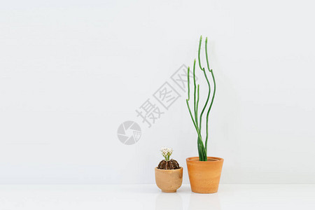 白色背景上陶罐中的最小仙人掌植物图片