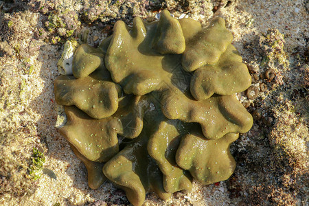 宏观图像皮革毒菌珊瑚图片