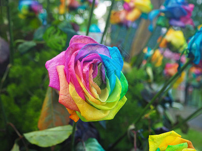 紧贴的彩虹玫瑰在花图片