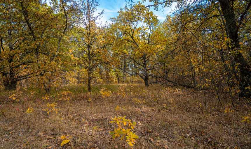 落叶时黄橡树林的秋天早晨图片