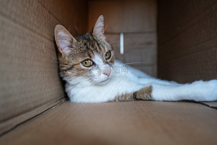 懒猫在纸盒里放松图片