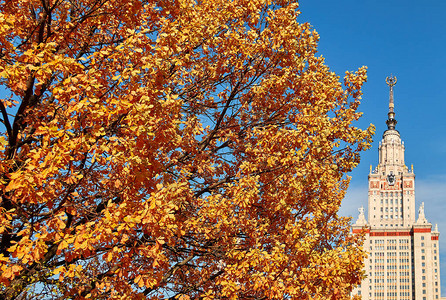 在俄罗斯著名大学校园的阳光金秋天黄红橡树和蓝天空图片