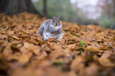 秋叶上孤零的灰松鼠图片