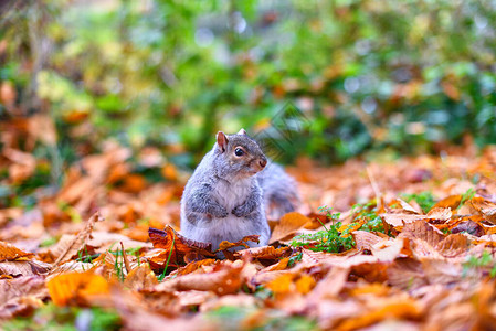 落叶上孤零的灰松鼠图片
