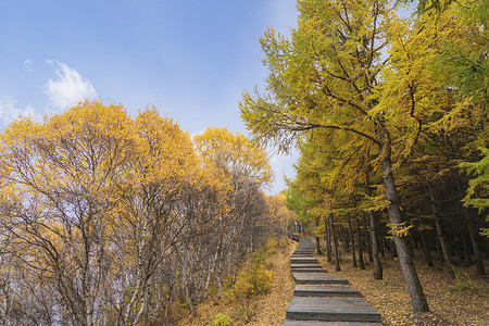 内蒙古秋季景区木头栈道路边的白桦树和松树林图片