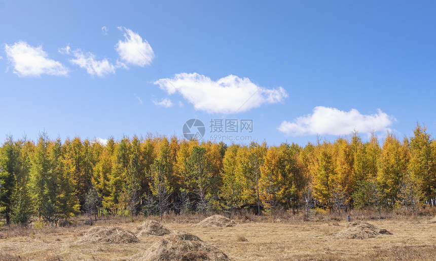 秋季内蒙古金色草原和树林图片