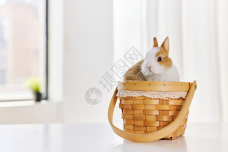 仙兔竹篮里的可爱白色兔子背景