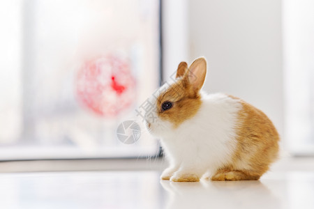 兔年日历画可爱新年小兔子背景