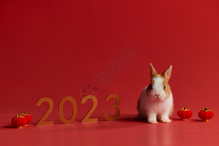 兔年银条2023年兔年小兔子背景