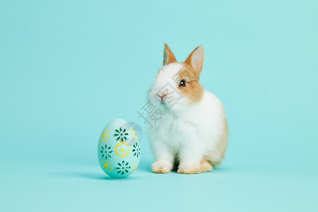 可爱小兔子彩蛋复活节的彩蛋小兔子背景