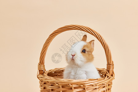 兔年小兔子竹篮里的可爱小兔子背景