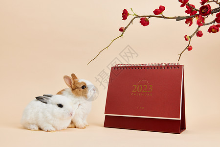 杂志装饰2023年新年兔年日历背景