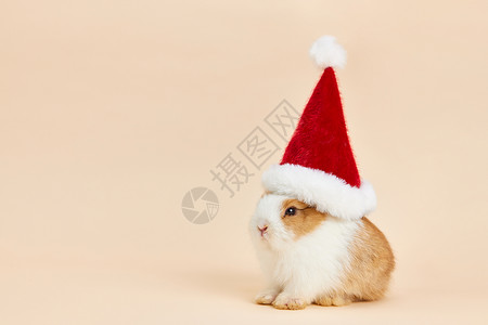 穿着红色唐装的兔子小兔子带圣诞帽背景