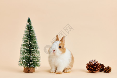 可爱松树装饰可爱兔子圣诞形象背景
