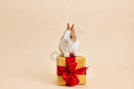 站在礼物盒上的小兔子背景图片