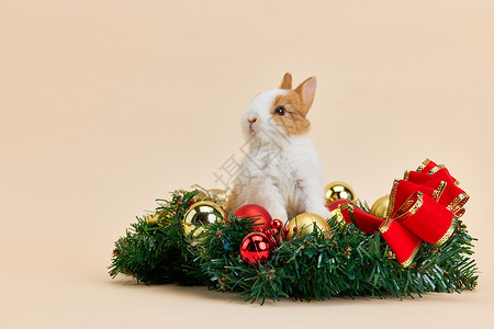 萌宠小兔子圣诞小兔子形象背景