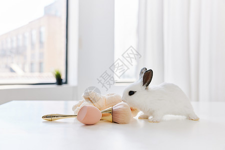 可爱小兔子与化妆刷背景图片