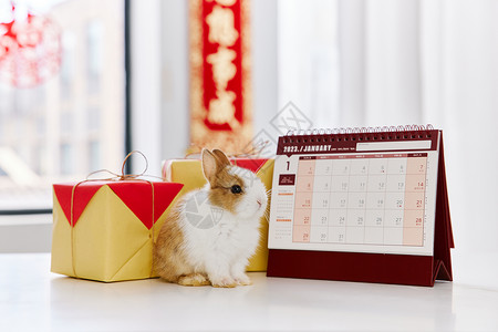 2023新年礼盒兔年日历图片