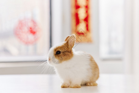 新年可爱的小兔子背景图片