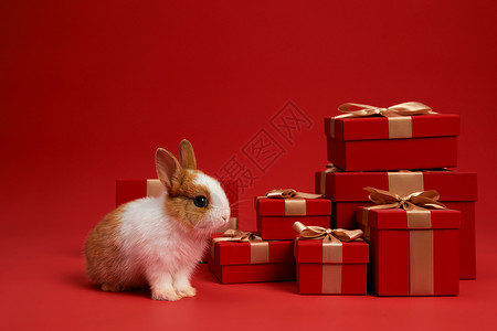 可爱的兔子和新年红色礼盒背景图片