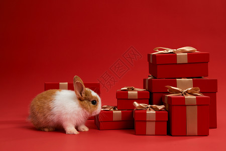 兔年和猪年可爱小兔子和新年红色礼盒背景