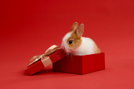 小兔子礼物礼物盒里的小兔子背景