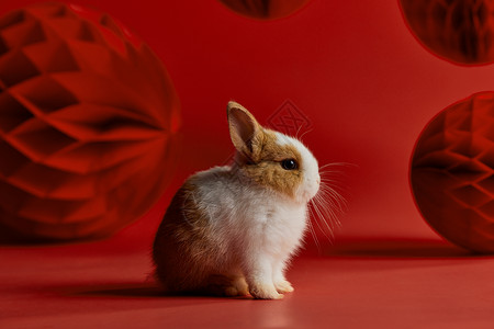可爱小兔子新年形象图片