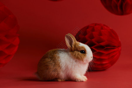 可爱的小兔子新年形象背景图片